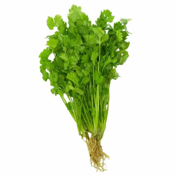 Cilantro