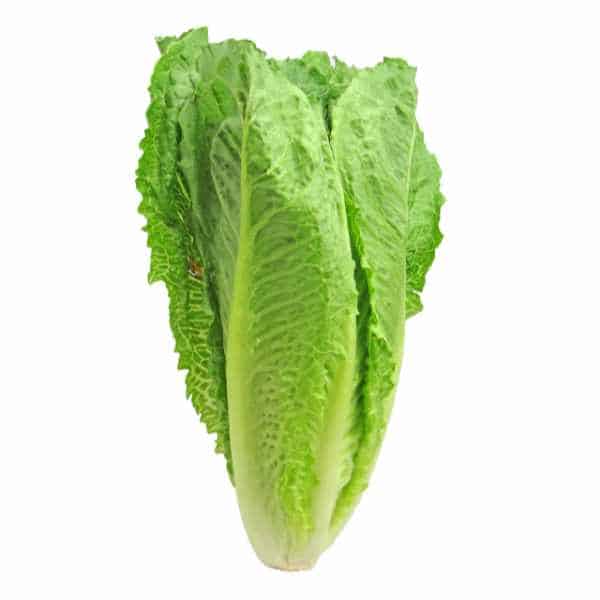 Romaine Lettuce